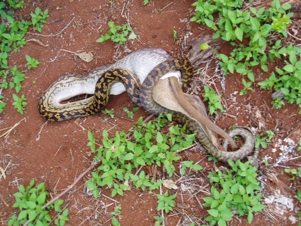 snake eating kangaroo